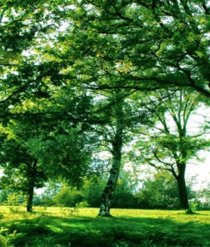 alberi