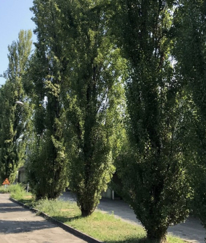 alberi in via Guido Rossa