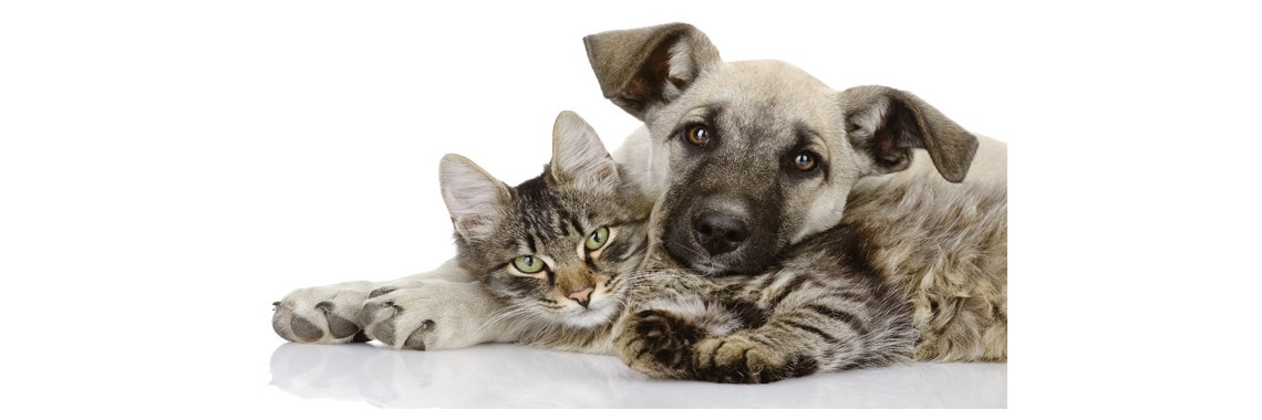immagine animale