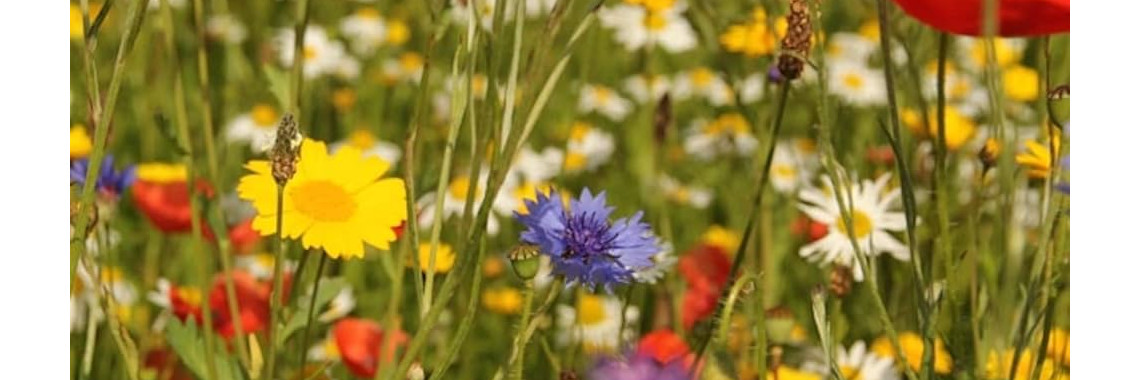 fiori di prato