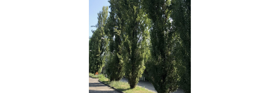 alberi in via Guido Rossa